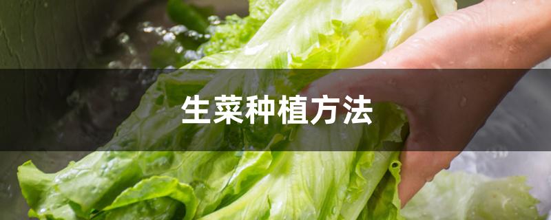 生菜种植方法