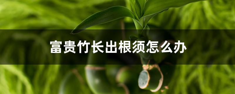 富贵竹长出根须怎么办