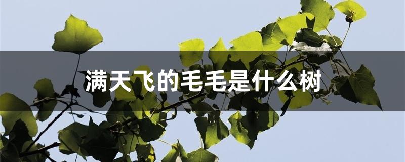 满天飞的毛毛是什么树