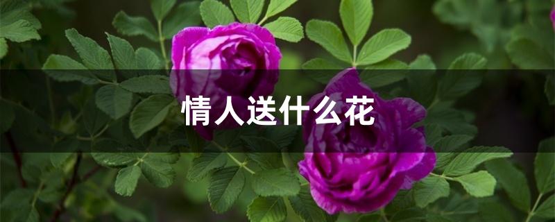 情人送什么花