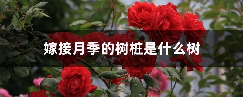 嫁接月季的树桩是什么树