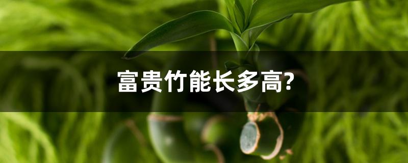 富贵竹能长多高?