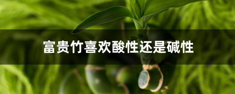 富贵竹喜欢酸性还是碱性 富贵竹喜欢酸性还是碱性