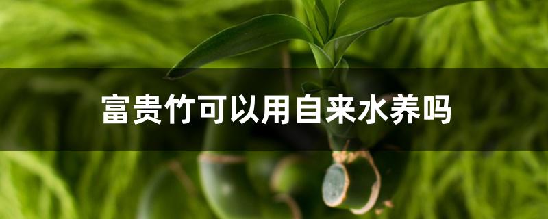 富贵竹可以用自来水养吗