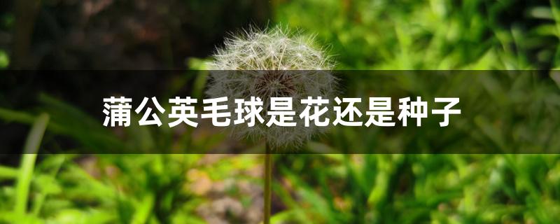 蒲公英毛球是花还是种子