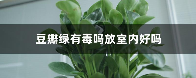 豆瓣绿有毒吗放室内好吗