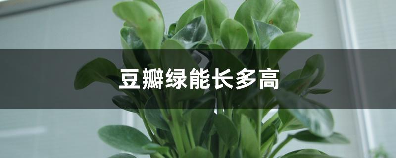 豆瓣绿能长多高