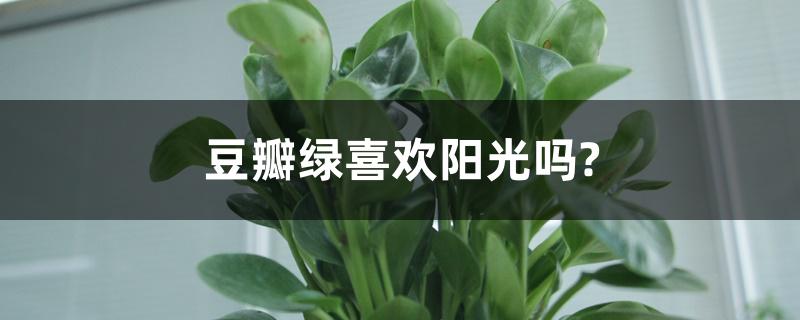 豆瓣绿喜欢阳光吗?