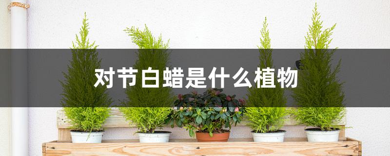 对节白蜡是什么植物