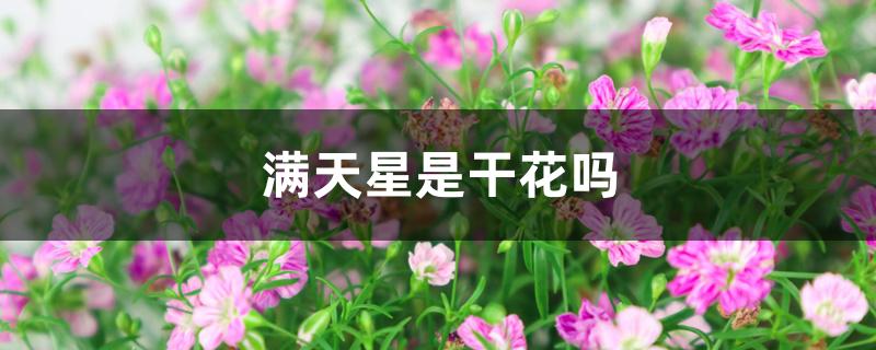 满天星是干花吗 满天星是干花吗