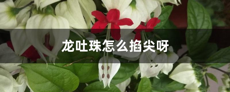 龙吐珠怎么掐尖呀