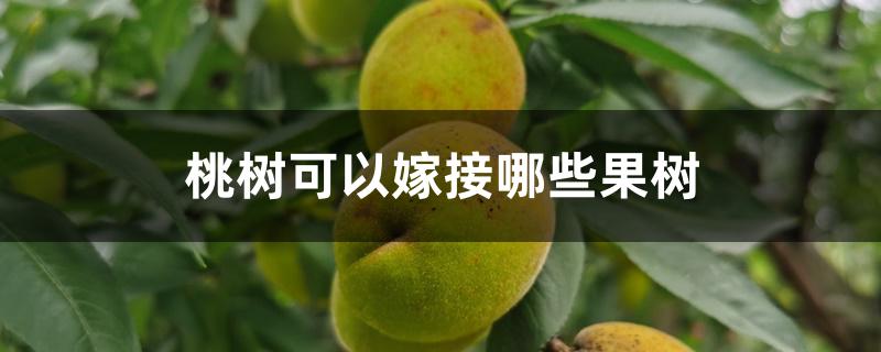 桃树可以嫁接哪些果树