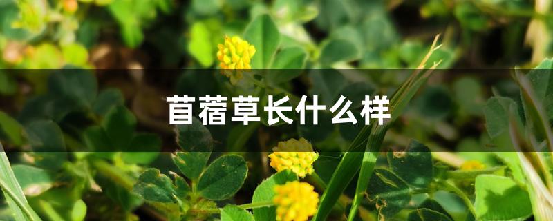 苜蓿草长什么样