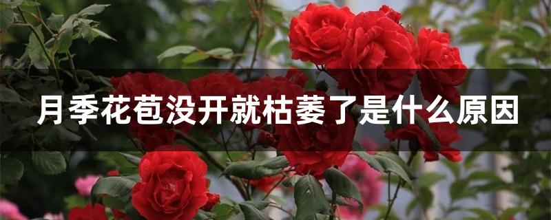 月季花苞没开就枯萎了是什么原因