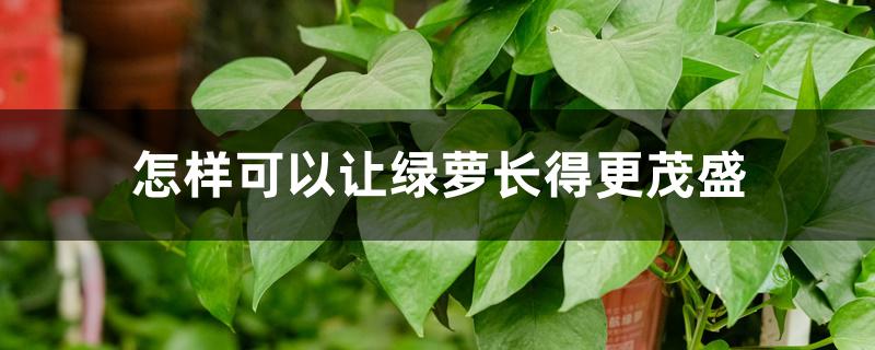 怎样可以让绿萝长得更茂盛