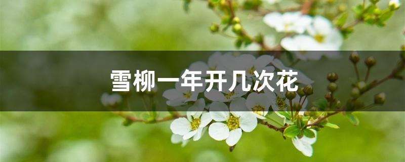 雪柳一年开几次花 雪柳一年开几次花