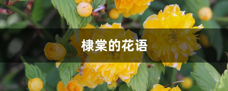 棣棠的花语