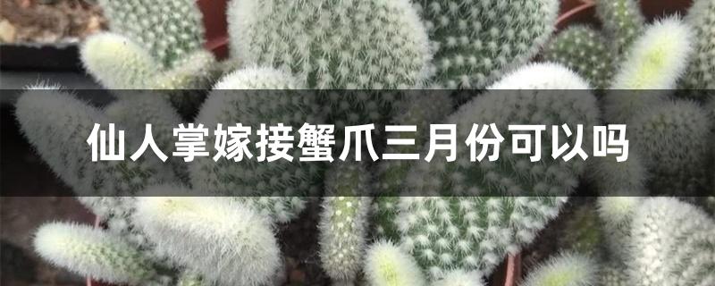 仙人掌嫁接蟹爪兰三月份可以吗