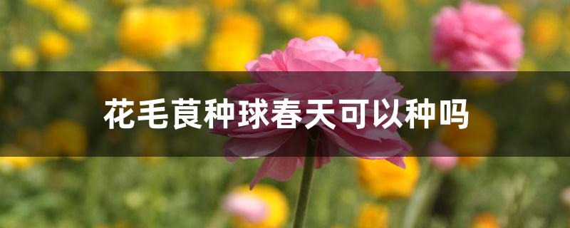 花毛茛种球春天可以种吗