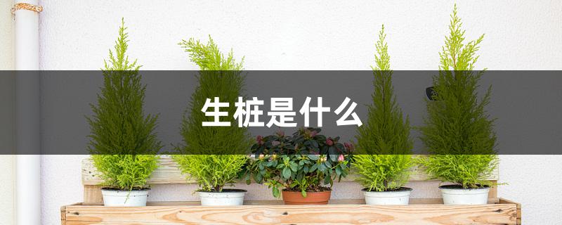 生桩是什么