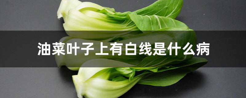 油菜叶子上有白线是什么病