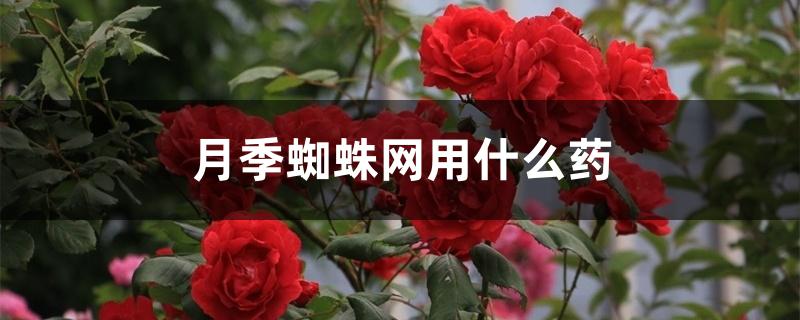 月季蜘蛛网用什么药