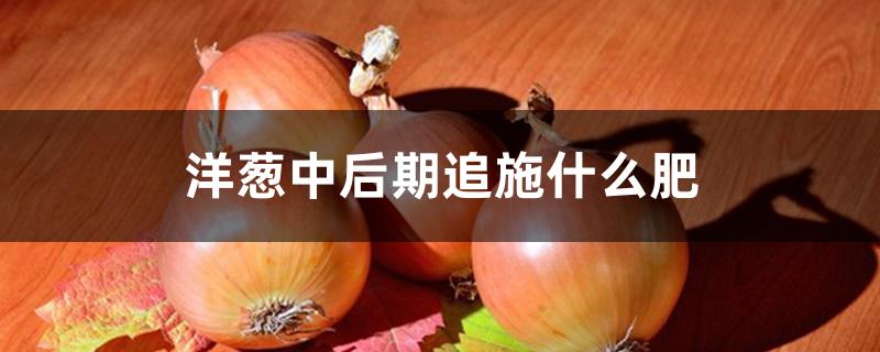洋葱中后期追施什么肥 洋葱中后期追施什么肥