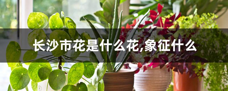 长沙市花是什么花,象征什么