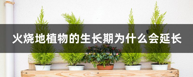 火烧地植物的生长期为什么会延长