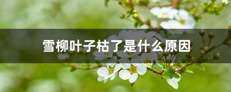 雪柳叶子枯了是什么原因