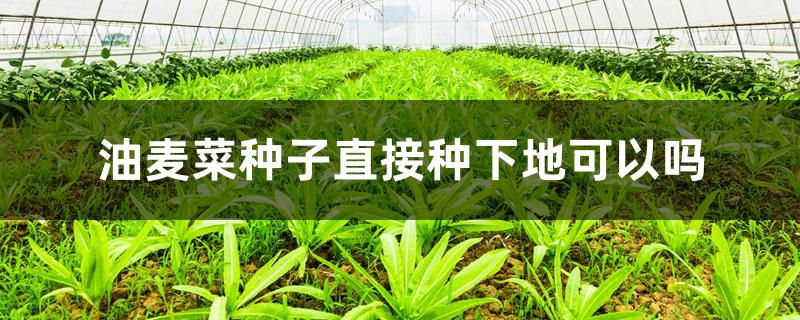 油麦菜种子直接种下地可以吗