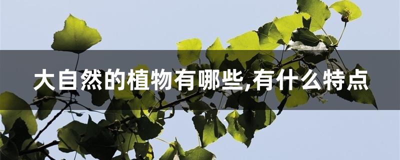 大自然的植物有哪些,有什么特点