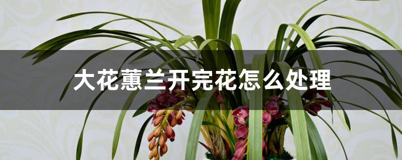 大花蕙兰开完花怎么处理