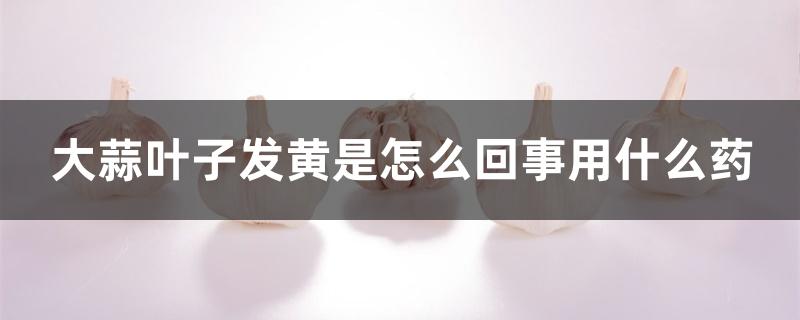 大蒜叶子发黄是怎么回事用什么药