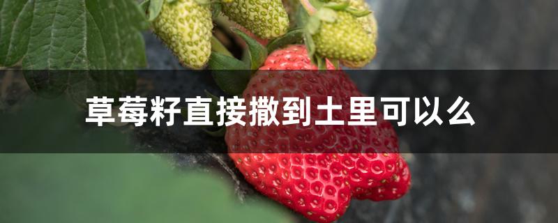 草莓籽直接撒到土里可以么