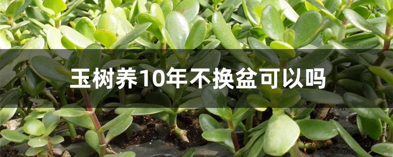 玉树养10年不换盆可以吗