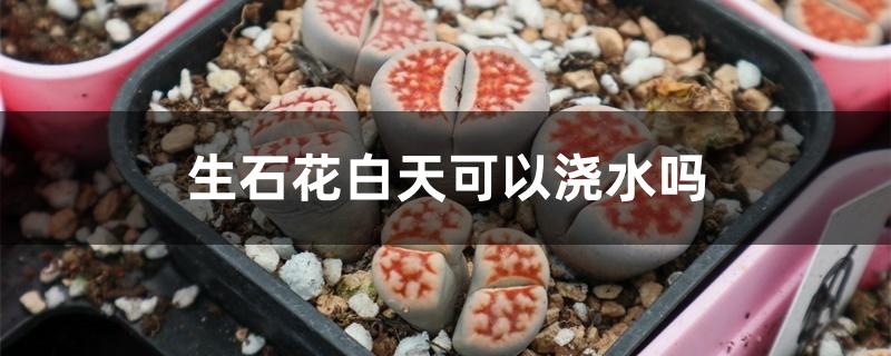 生石花白天可以浇水吗