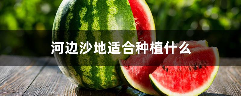 河边沙地适合种植什么