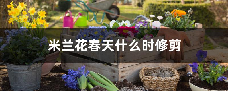 米兰花春天什么时修剪