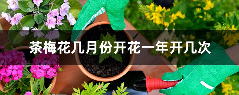 茶梅花几月份开花一年开几次