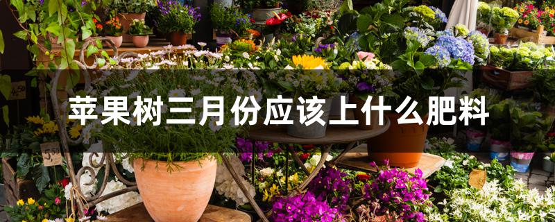 苹果树三月份应该上什么肥料