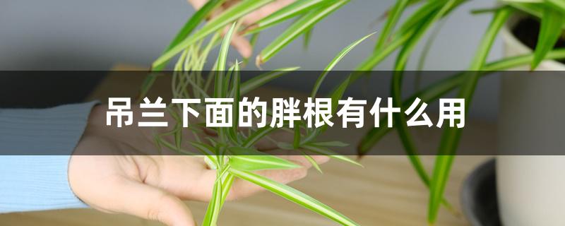 吊兰下面的胖根有什么用