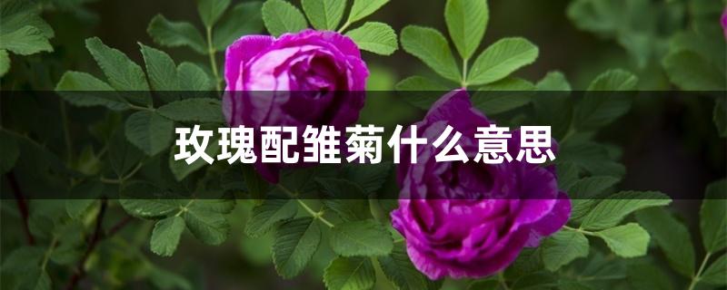 玫瑰配雏菊什么意思