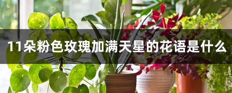 11朵粉色玫瑰加满天星的花语是什么