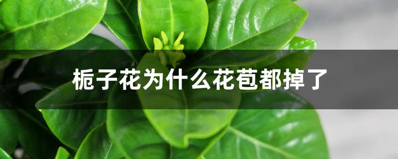 栀子花为什么花苞都掉了