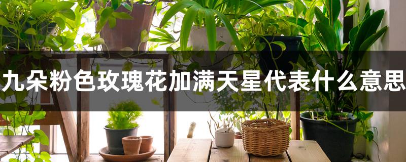 九朵粉色玫瑰花加满天星代表什么意思