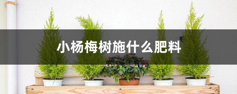 小杨梅树施什么肥料