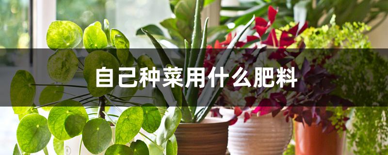 自己种菜用什么肥料