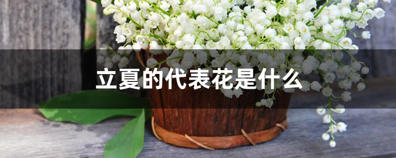 立夏的代表花是什么