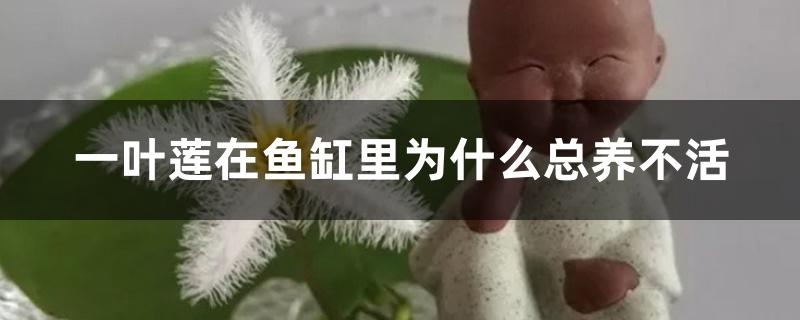 一叶莲在鱼缸里为什么总养不活